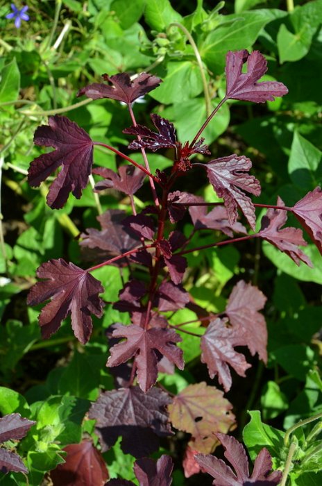 Hibiscus acetosella
